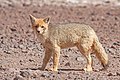 کُلپیو یا روباه آند نوعی سگ‌سان بومی آمریکای جنوبی