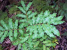 Cupaniopsis newmanii Leaves.jpg