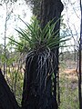 Cymbidium canaliculatum