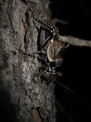 <i>Cyphoderris monstrosa</i> Species of cricket-like animal