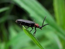 Cyphonocerus ruficollis 2551723243 tanaman.png