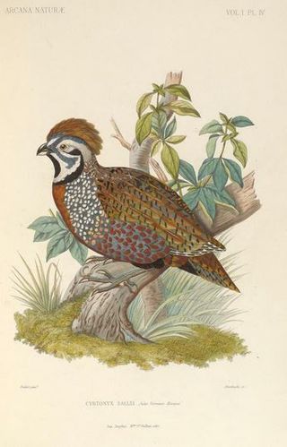 <span class="mw-page-title-main">Salle's quail</span> Species of bird