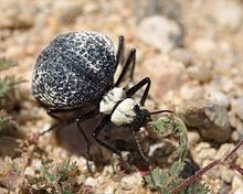 Cysteodemus armatus near Ridgecrest, California in the Mojave Desert: The white coating is cuticular wax, which can vary from white to yellow in this species . Cysteodemus armatus - Inflated Beetle Mojave desert 2016-04-05 (4).jpg