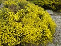 Cytisus oromediterraneus