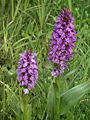 Dactylorhiza praetermissa