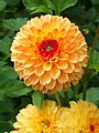 Dahlia 'Little Tiger', Dalia 'Little Tiger', 2019-08-25