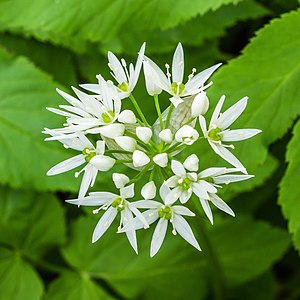 Daslook (Allium ursinum) 26-04-2020. (actm.) 01