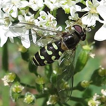 Dasysyrphus intrudens1.jpg