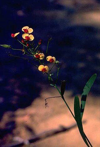 <i>Daviesia costata</i> Species of legume