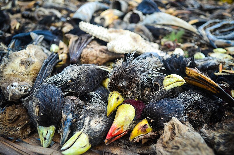 File:Dead birds organisms Abomey.jpg