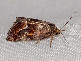 <i>Deltote bellicula</i> Species of moth