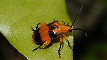 Dendrobium Kumbang - Stethopachys formosa.jpg