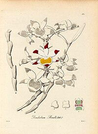 plate 194 Dendrobium gratiosissimum (as syn. Dendrobium boxallii)