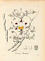 Dendrobium gratiosissimum plate 194 in: H. G. Reichenbach: Xenia orchidacea - vol. 2 (1874)