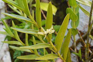 <i>Dendrobium guamense</i> Species of orchid