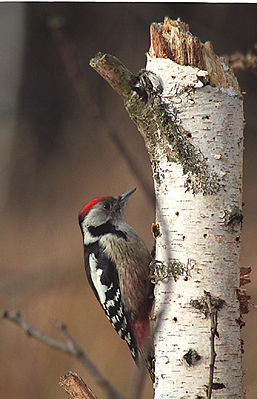 Middle Woodpecker (Leiopicus medius)