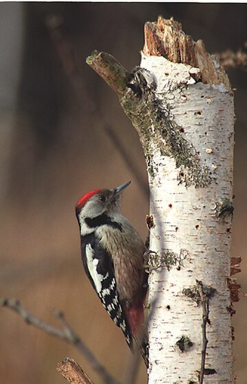 Dendrocoptes