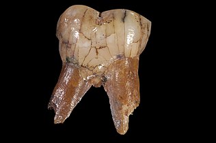 TMPAL 99 Molaire de Paranthropus robustus.