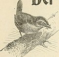 Der Ornithologische Beobachter (1903) (20242272543).jpg