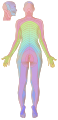 Dermatomes unlabeled, female back 3d-shaded