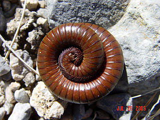 <i>Orthoporus ornatus</i> Species of millipede