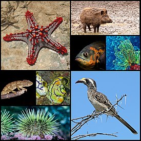 Protoreaster linckii, javali, astronoto ocelado, Oxycomanthus bennetti, camaleão-pantera, Polycarpa aurata, ouriço-do-mar verde e toko cinza africano