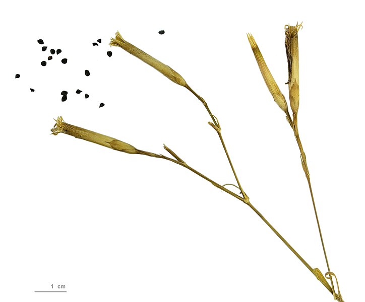 File:Dianthus superbus.MHNT.BOT.2012.10.8.JPG