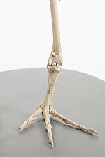 Image of leg and foot bones from the collection of Auckland Museum