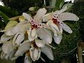 Stanhopea martiana