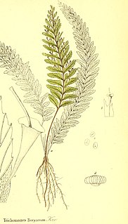 <i>Cephalomanes atrovirens</i> Species of plant