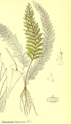 Die Farrnkräuter in kolorirten Abbildungen naturgetreu Erläutert und Beschrieben (1840) (20726071788).jpg