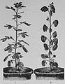 Die Gartenlaube (1881) b 287 1.jpg Cassia corymbosa