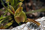 Thumbnail for File:Dionaea muscipula 18zz.jpg