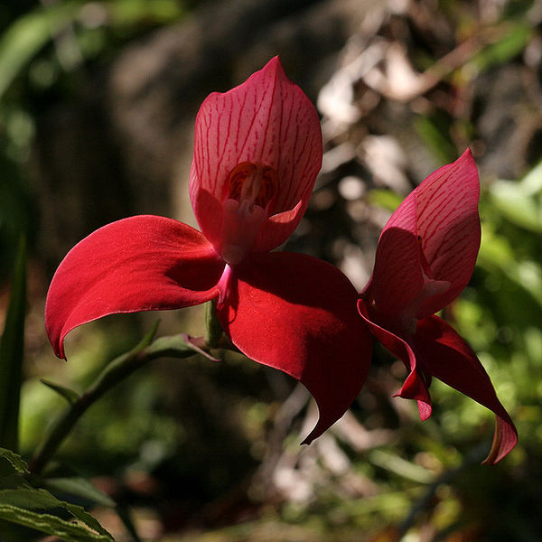 File:Disa uniflora (2).jpg