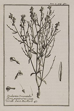 Dodartia Orientalis flore purpuras cente Coroll Inst Rei herb 47 - Tournefort Joseph Pitton De - 1717.jpg