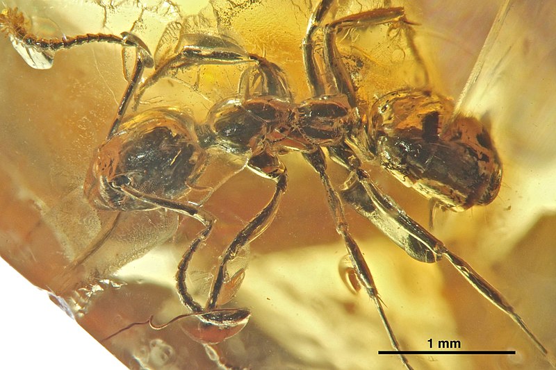 File:Dolichoderus longipilosus SMFBE1216 dorsal.jpg