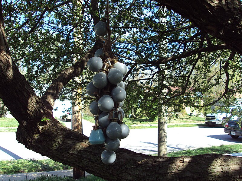 File:Doorknobs hanging from a tree.jpg