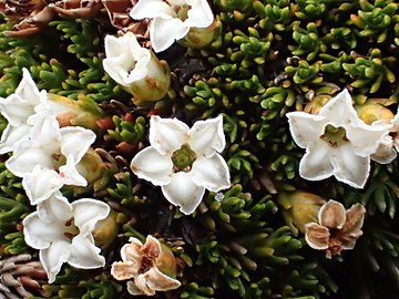 Dracophyllum muscoides flowers.jpg