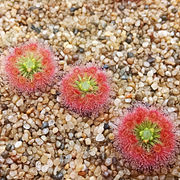 11.3.20 Drosera paleacea