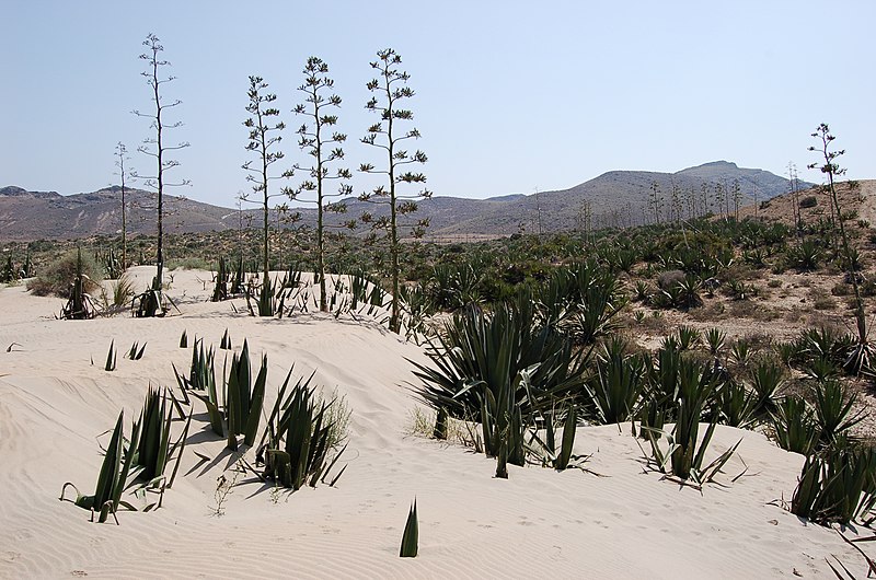 File:Dunas - panoramio.jpg