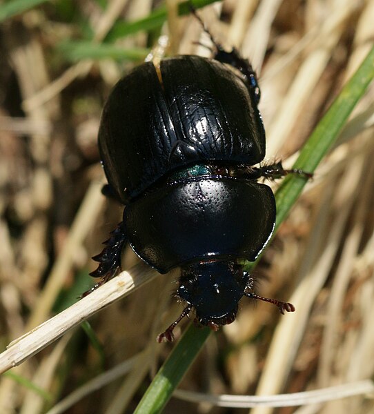 File:Dung beetle - Flickr - S. Rae.jpg