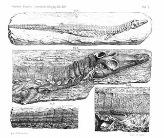 <i>Dyoplax</i> genus of reptiles
