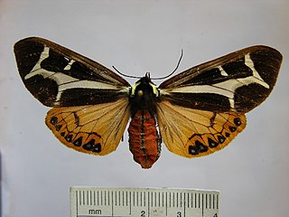 <i>Dysschema thetis</i> Species of moth