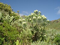 Echium leucophaeum
