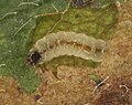 Ectoedemia atricollis, Trawscoed, North Wales, Sept 2016 2 - Flickr - janetgraham84.jpg