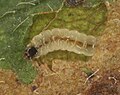 Larva