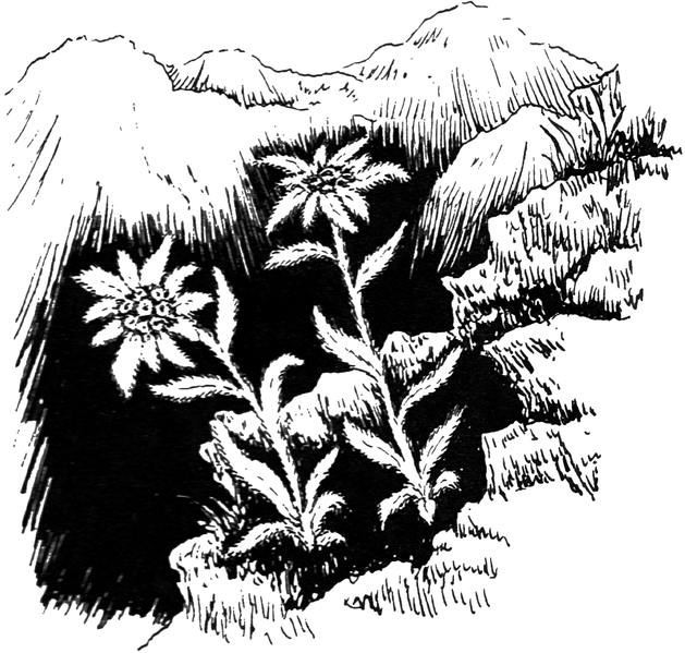 File:Edelweiss 1 (PSF).png