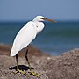 Miniatuur voor Bestand:Egretta gularis oman.jpg