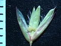 Spighetta(Ehrharta calycina)