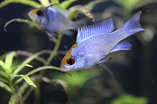 An electric blue ram cichlid Electric blue ram cichlids.jpg